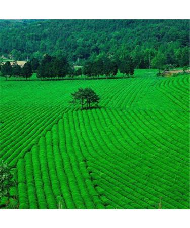 100g chinois printemps th vert Longjing Dragon bien th cru au th parfum nourriture verte - Buy Online on GoSupps.com