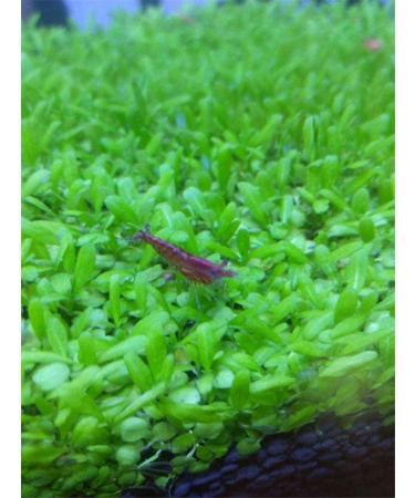 Kyushu Garden Plant Seeds Small Bacopa Monnieri Seeds Fish Tank Decorations Hydroponic Growing Plant Seeds(Small Leaf) 10G - Buy Online on GoSupps.com