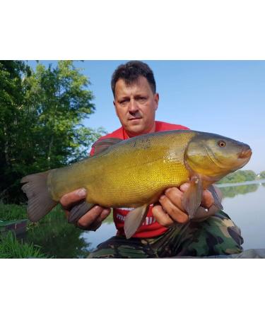 Tandem Baits Turbo Liquid Molasses Vanilla Cream Carp Attractant Bait Fishing Bait for Big Fish Fishing Accessories for Professionals & Hobby Anglers 500ML - Buy Online on GoSupps.com
