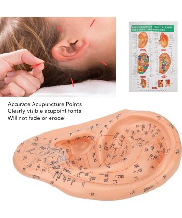 Verdant Touch Ear Acupuncture Points Model - 40cm Professional PVC Ear Zone Massage Tool for Accurate Acupuncture - Buy Online on GoSupps.com