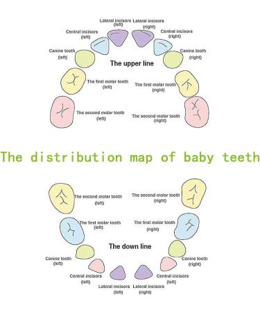 Sonfedo Wood Baby Teeth Storage Box - Keepsake Gift for Girls | German Version | Perfect for Milestone Moments - Buy Online on GoSupps.com