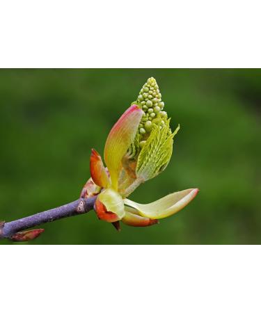 Buy Chestnut Bud No. 7 Princeps Bach Flower Drops 10ml for Emotional Balance | International Shipping - Buy Online on GoSupps.com