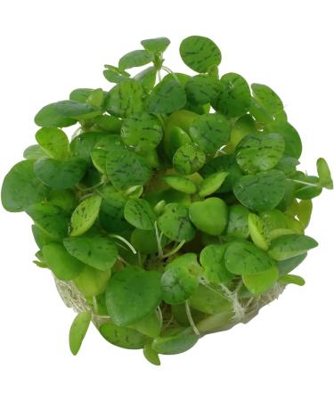 Tropica Limnobium laevigatum 1-2-GROW! (Amazon Frogbit) Reduces Algae Growth in Aquariums - Buy Online on GoSupps.com