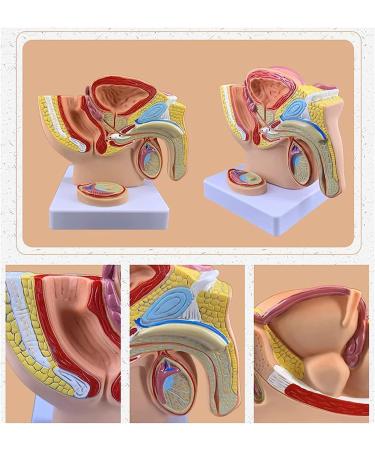 Life Size Male Pelvis Anatomy Model 1:2 - Detailed Reproductive System & Prostate Model for Educational Display - Buy Online on GoSupps.com