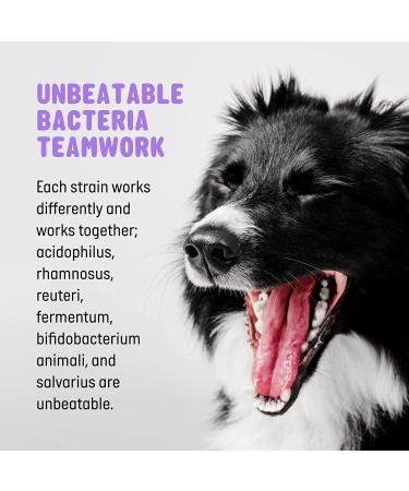 Dog Probiotics Soft Chews 120 ct | Digestive Health & Gut Support with Enzymes, Prebiotics & Fiber for Dogs | Helps with Diarrhea, Bad Breath & Gas | Suitable for Small & Large Breeds - Buy Online on GoSupps.com