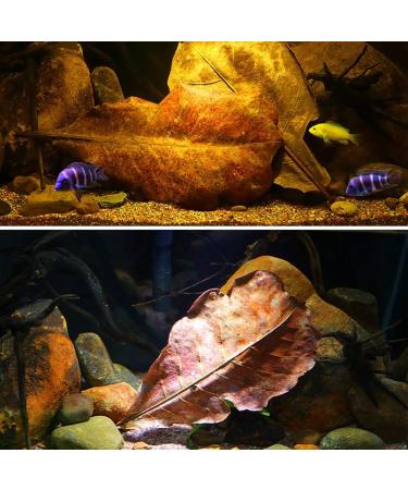 LKXHarleya 200PCS Catappa Indian Almond Leaves for Bettas Tropical Fish Shrimp Aquarium Water Treatments & Boosts Health & Breeding Chances - Buy Online on GoSupps.com