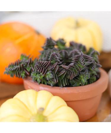 Crassula Pagoda Village 4 inch | Unique Live Succulent Collection | Fully Rooted Indoor House Plant - Buy Online on GoSupps.com