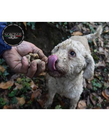 Norcinus 3 bottles of highquality white truffle oil 250 ml turn any dish into a gastronomic masterpiece - Buy Online on GoSupps.com