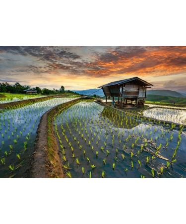 Lais Puzzle Rice Terrace Rice Field in Thailand Pa-pong-peang Rice Terrace Northern Thailand 500 pieces - Buy Online on GoSupps.com