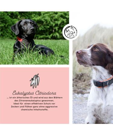 Annimally Flea and Tick Protection Spot On for Dogs - Effective Long-Lasting Tick Remedies for Small Dogs (4-10kg) - 3-Month Flea and Tick Defense - Buy Online on GoSupps.com