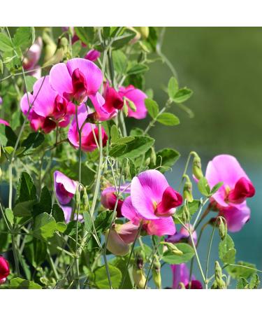 Benoon Sweet Pea Seeds, 50pcs/Bag Fast Growing Hardy Plant Seeds Sweet Pea Seeds