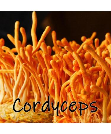 Earth Cap Mushrooms Sunrise 6 Mushroom Supplement Capsule - Chaga Cordyceps Lion's Mane Maitake Reishi Turkey Tail Real Fruiting Body - No Fillers - Buy Online on GoSupps.com