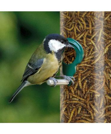 Buy GardenersDream Dried Mealworms for Wild Birds - 1 kg (2.5L) | Premium Garden Bird Food - International Shipping Available - Buy Online on GoSupps.com