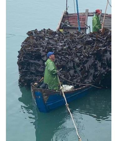 Lot de 4 morceaux de varech s ch s biologiques - Riche en iode et en nutriments - Sans sable - Pr t cuire - Buy Online on GoSupps.com