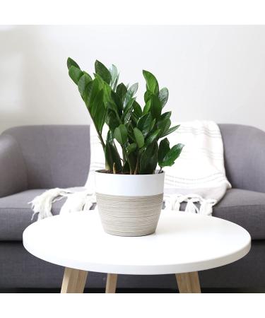 Costa Farms ZZ Plant in 12-Inch White-Natural Dcor Planter for Great Room Decor - Buy Online on GoSupps.com