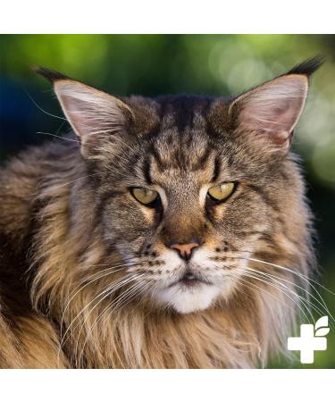 Reavet Maine Coon Complex Premium Supplement for Large Cats | Specialized Maine Coon Food for Optimal Health - Buy Online on GoSupps.com