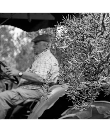 OROZUMO | Extra Virgin Olive Oil | Picual Variety + Arbequina | 5 Liter Bottle | Sierra M gina Ja n Andalusia - Buy Online on GoSupps.com