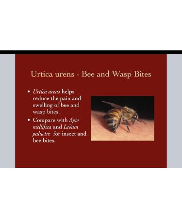 Urtica Urens Cream 1 Pack - Fast Shipping Worldwide | Relief for Skin Irritations - Buy Online on GoSupps.com