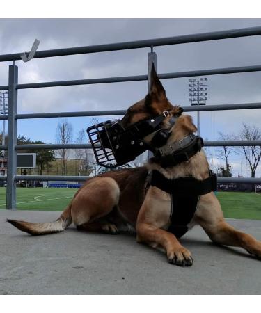 Dingo Gear Rubberized Metal Muzzle for Medium Dogs - Comfortable & Durable Solution for German Shepherds - Ideal for Long Walks | S03041 - Buy Online on GoSupps.com