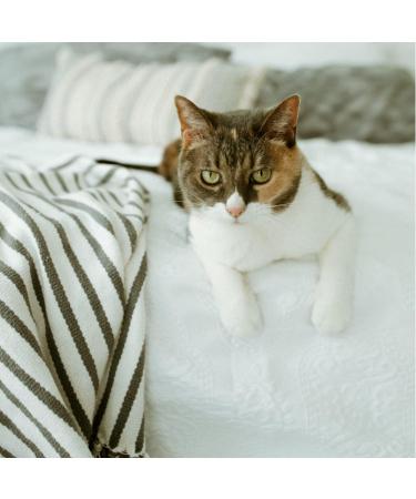 EARTHBATH Hypoallergenic Cat Shampoo - Fragrance Free 472ml | Gentle & Safe for All Cats - Buy Online on GoSupps.com