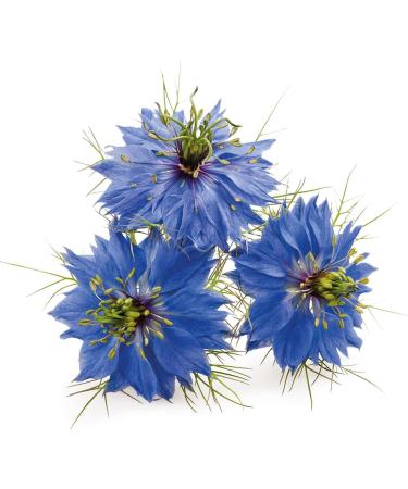 Buy Ayursana Vegan Organic Black Cumin Capsules - 500 ct Nigella Sativa 1800mg Daily Dose from Egypt | Natural Wellness & Supplements - Buy Online on GoSupps.com