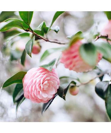 Tata Harper Nourishing Oil Cleanser 125ml - Multi-Vitamin Makeup Remover, 100% Natural - Buy Online on GoSupps.com