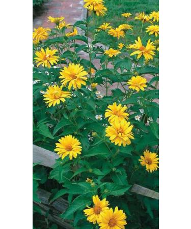FALSE GIRASOLE -Summer domeniche"Heliopsis helianthoides" Semi 25 permanenti