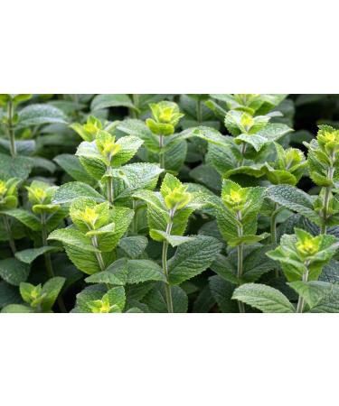 Organic Peppermint Essential Oil Roll-On 10ml - USDA Certified Pure Oil for Headache, Migraine, Pain, Nausea & Energy Relief - Travel Safe - Buy Online on GoSupps.com