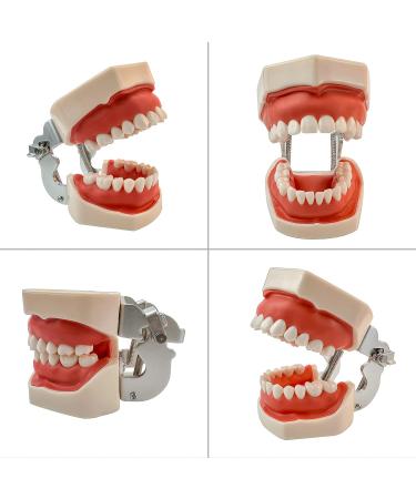 Teeth Soft Gum Phantom Head Study Model - 28 Removable Teeth & Cheek Simulation for Dental Education | International Shipping Available - Buy Online on GoSupps.com