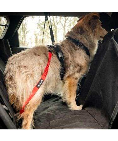 STUCH Universal Bungee Safety Belt for Dogs & Cats | Lilac - Fits All Breeds & Car Types | Secure Your Pet During Travel - Buy Online on GoSupps.com