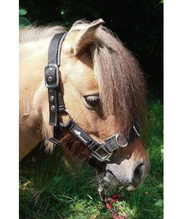 Buy JF-Reitsport Cavesson Pro 2021 | 4-Way Adjustable Soft & Shock-Absorbing for Minishetty | International Shipping Available - Buy Online on GoSupps.com