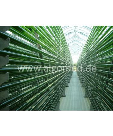 Premium Chlorella Tablets from Germany - Pure Vegan Chlorella Vulgaris | Algomed 1-Pack (350g) - High-Quality Algae Supplement - Buy Online on GoSupps.com