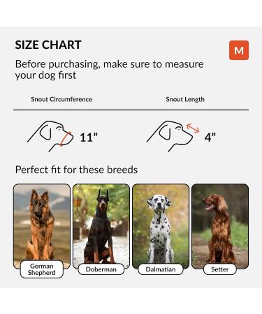 Collardirect Leather Basket Muzzle for Large Breeds - German Shepherd Dalmatian Doberman Setter - Medium Size (1 Piece) - Chestnut Brown - Buy Online on GoSupps.com