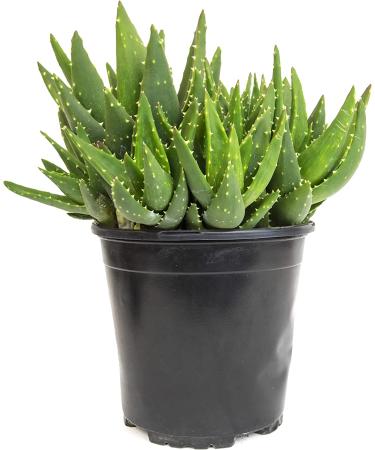 Live Aloe Nobilis & Succulents Plants - Indoor Houseplants by Plants for Pets - Buy Online on GoSupps.com