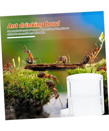 COLLBATH 2pcs Ant Water Feeder Ant Nest Water Feeding Area Ant Water Feeding Bowl Mini Animals Ants Acrylic - Buy Online on GoSupps.com