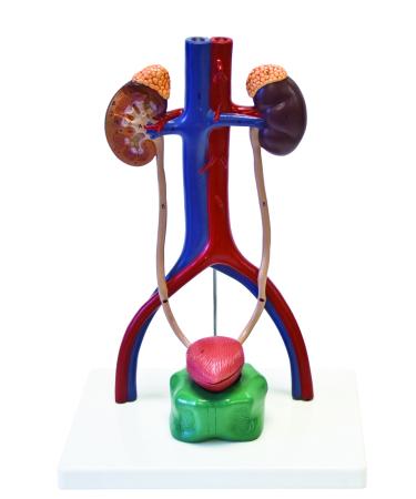 Jackson Global JS00093 Urinary System Model | 4 Parts | Perfect for Medical Students and Practitioners
