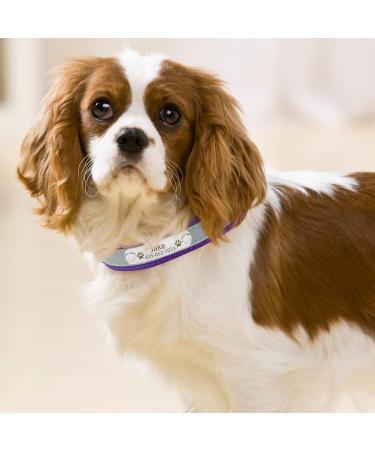 Senristar Personalized Reflective Leather Dog Collar - Engraved Name Tape for Small Medium & Large Dogs & Cats - XS (1.5cm Width Neck 19-25cm) - Violet - Buy Online on GoSupps.com