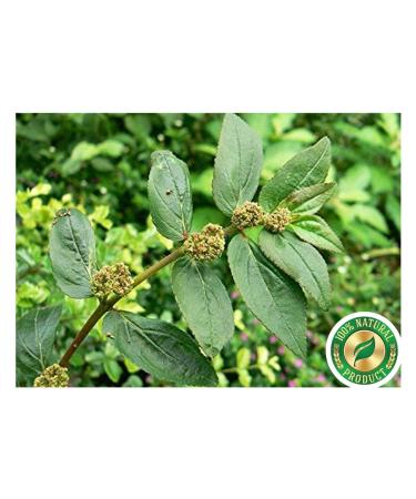 Naturix Amman Pacharisi Powder l Euphorbia Hirta Powder 100gm - Buy Online on GoSupps.com