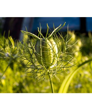 Health Embassy Nigella Sativa Seeds Powder - Black Seed Cumin Powder 100g - Buy Online on GoSupps.com