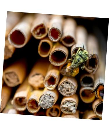 Bee House Bee Tubes 50pcs:Mason Bee Tube Refill Ground Mason Bees for Bee Storage Tubes Bee Habitat Mason Bee House Tubes Carpenter Bee House Mason Bee Paper Inserts Hive Lining - Buy Online on GoSupps.com