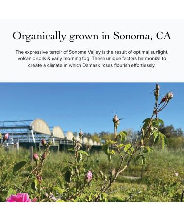 evanhealy Sonoma Rose Petal HydroSoul | Copper Distilled Hydrosol | Hydrating & Balancing Face Toner for Mature Delicate Fragile & Devitalized Skin - Buy Online on GoSupps.com