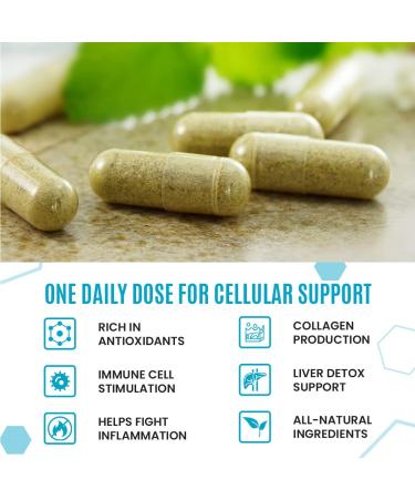 NativePath Native Defense - All-Natural Immune Support & Collagen Booster with Elderberry, Vitamin C, D & Zinc - 30-Day Supply - Buy Online on GoSupps.com