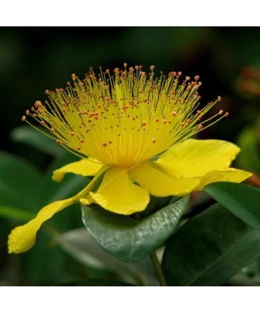 St. John's Wort Seeds, 1000 Heirloom Seeds for Planting, Hypericum perforatum, Non-GMO by TKE Farms and Gardens