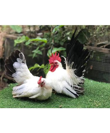 Rooster Booster Faster X3 - 90 Capsules| Premium Whey Protein & Vitamins | Health Supplement for Muscle Gain & Strong Hens | International Shipping - Buy Online on GoSupps.com