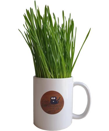 Cat FurNature Rye Cat Grass Seeds (150g) - Natural and Healthy Option for Your Feline Friend - Buy Online on GoSupps.com