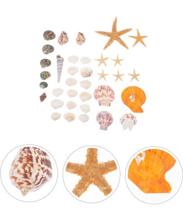 Artibetter Ocean Sea Shell Wedding Ornament 4 Mini Craft Shells Jewelry Aquarium Accessories Homemade Ornaments Conch Jewelry Natural Fish Tank Wedding D cor - Buy Online on GoSupps.com