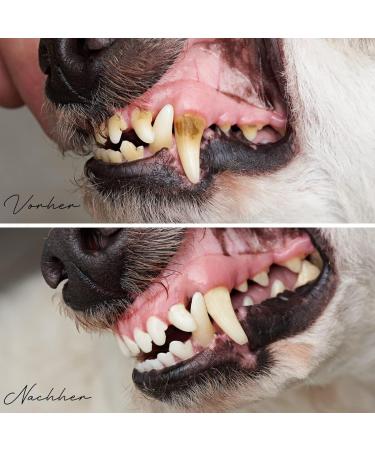 Reavet Denta Vital Dental Care Powder for Dogs & Cats - 300g Tartar Remover | Freshens Breath & Promotes Oral Health - Buy Online on GoSupps.com