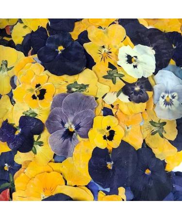 Pressed Violas Edible Flowers - Buy Online on GoSupps.com