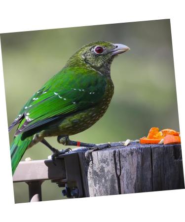 Amosfun 100 Pcs Pigeon Anklet Plastic Ducks Pigeons Ring Bands Pigeon Identification Ring Chick Baby Amulet 1.3X1.3CM Red - Buy Online on GoSupps.com