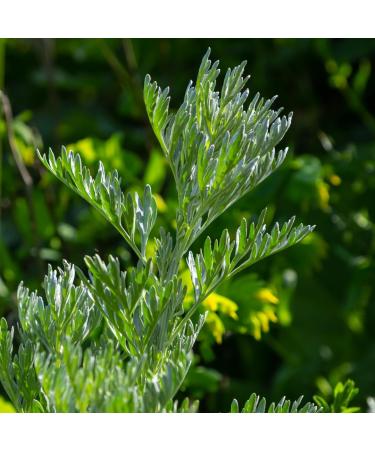 Wormwood cut (250g 8.8oz) wormwood tea wormwood 100% natural wormwood tea without additives 250 GR - Buy Online on GoSupps.com